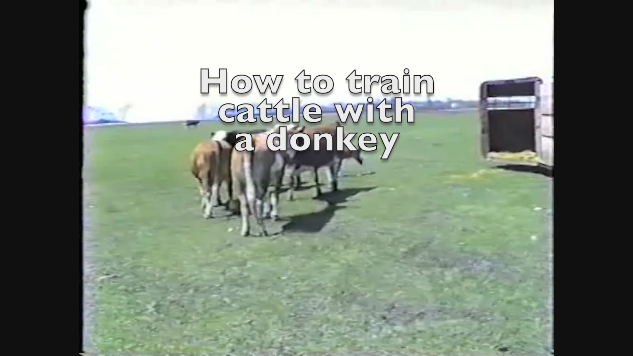 Thumbnail image for Ster-Cattle training with a donkey-June 6, 1988