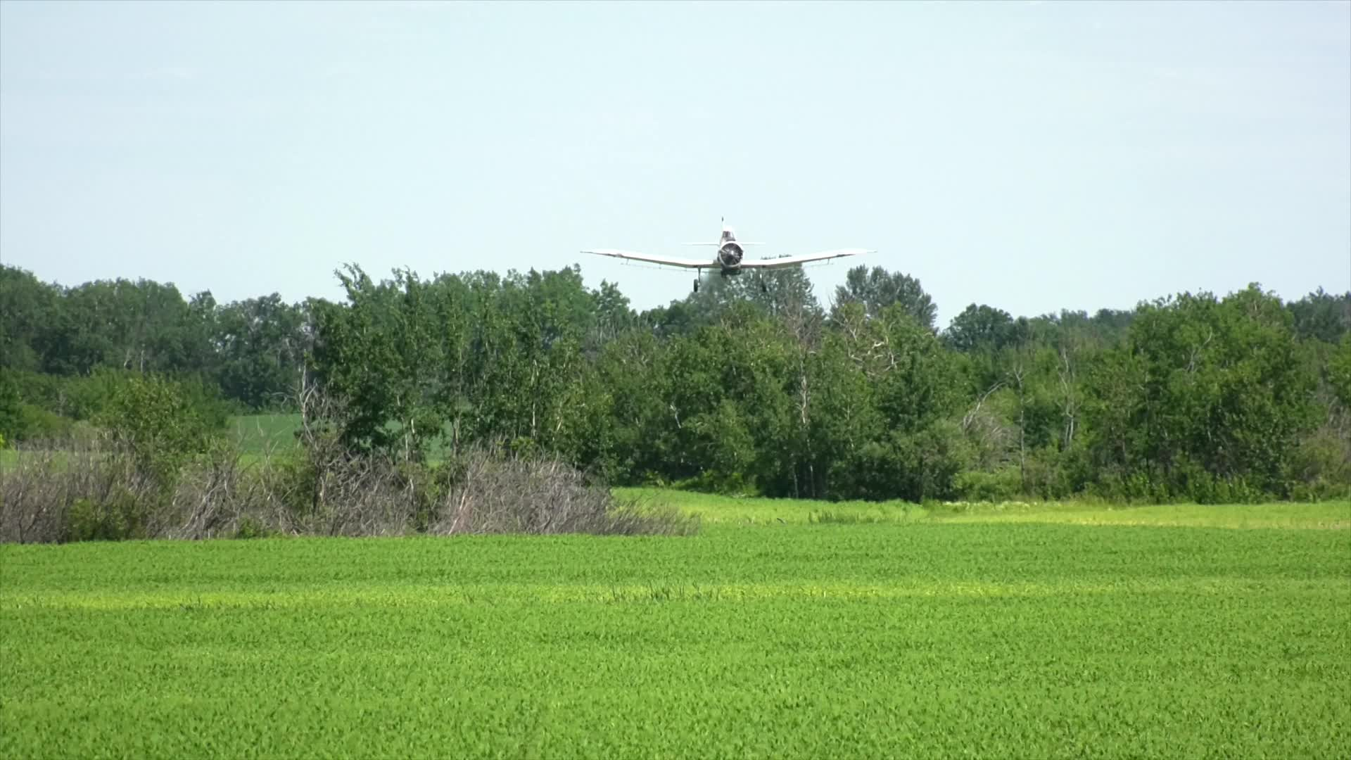Birt - Filler - Skimming The Trees