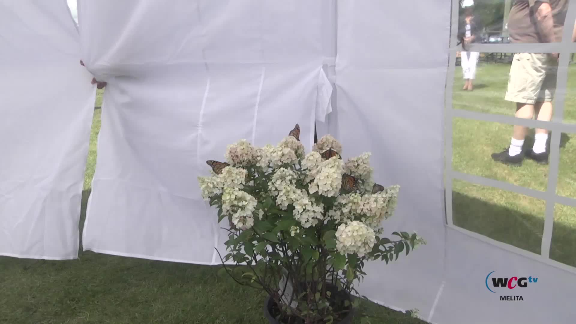 Thumbnail image for Melita Monarch Butterfly Release August 16 2020