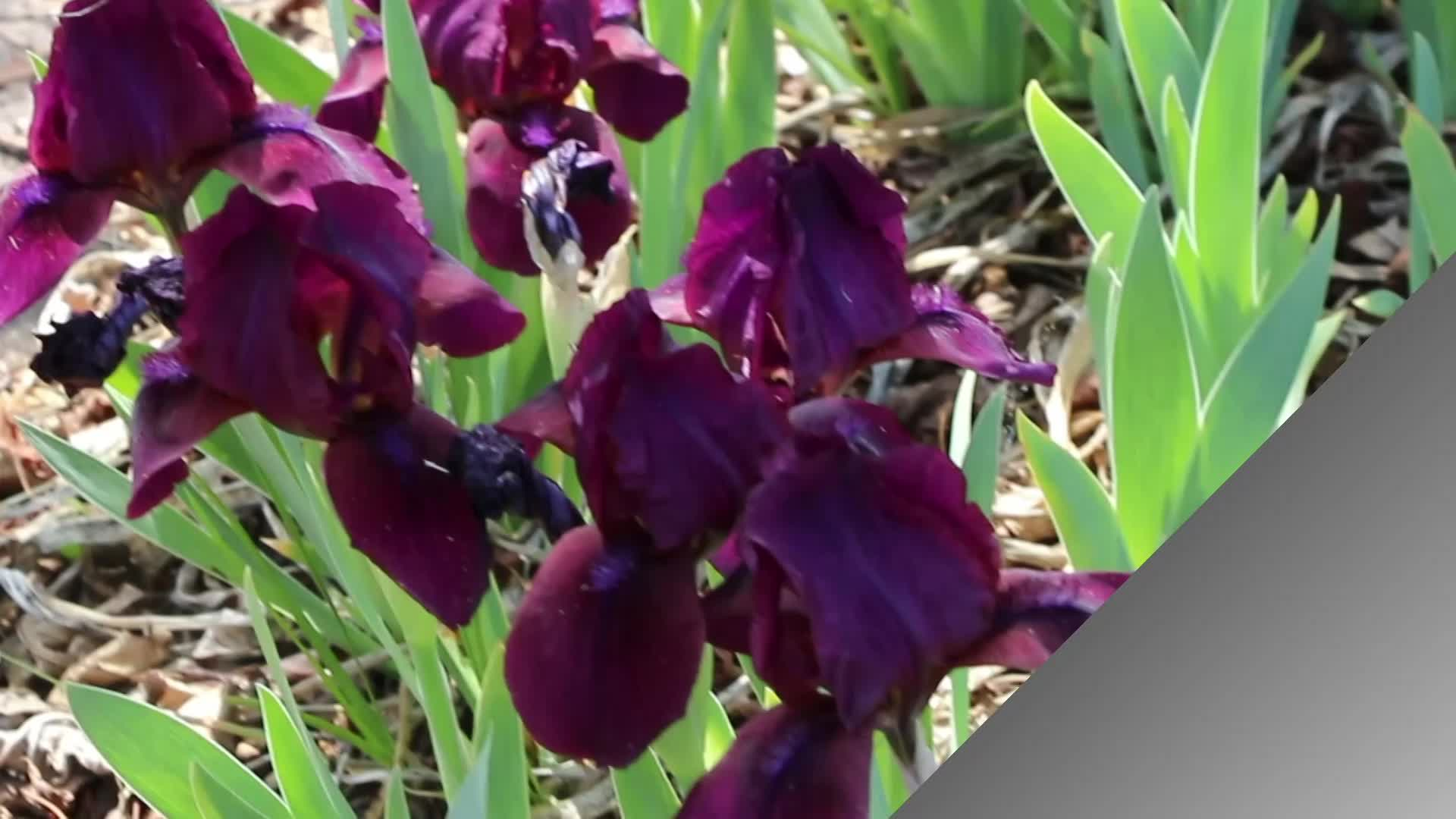 Thumbnail image for CARB_Irises in Spring_02June2021