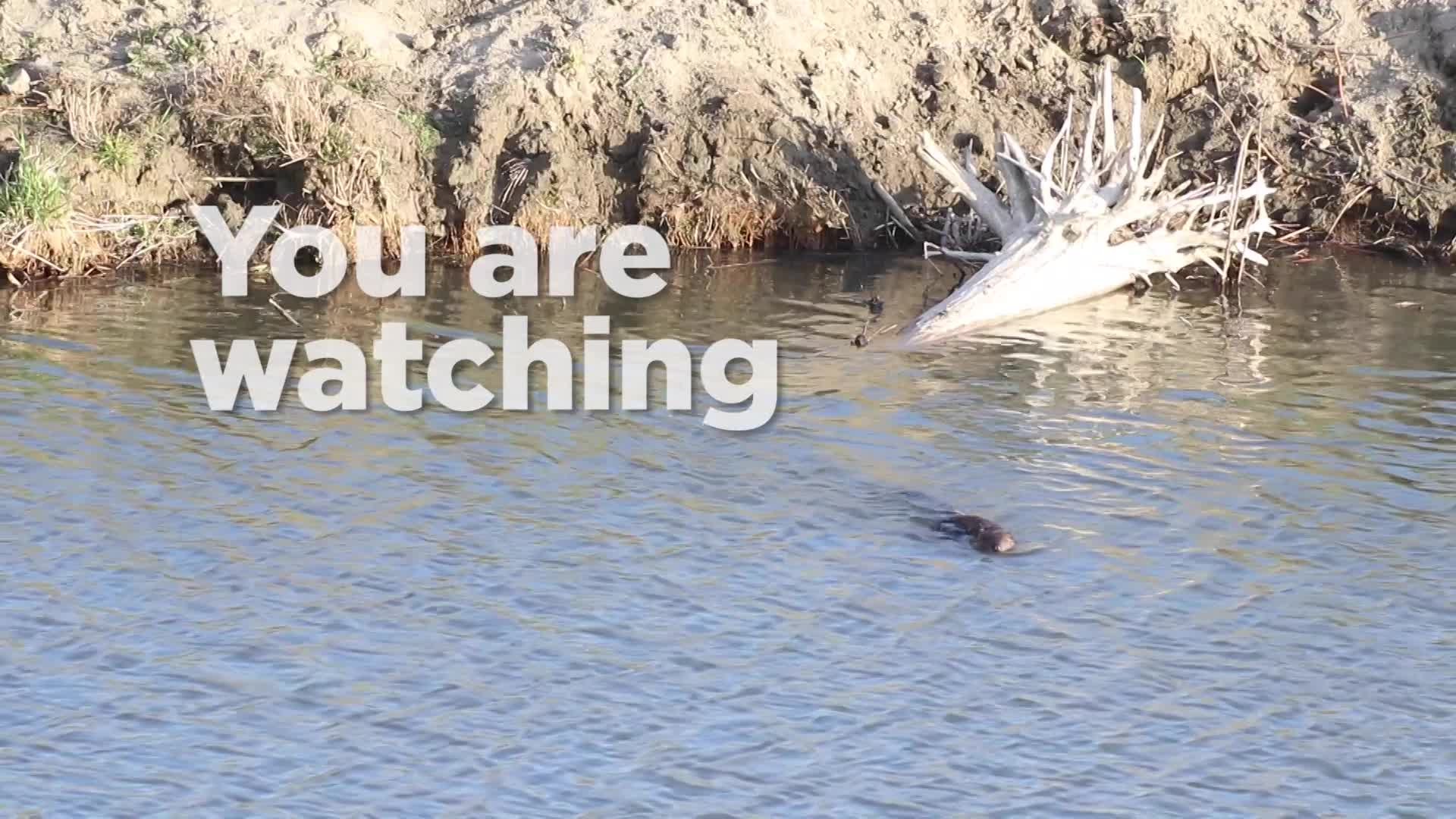 Thumbnail image for Scenic Beaver 9 seconds