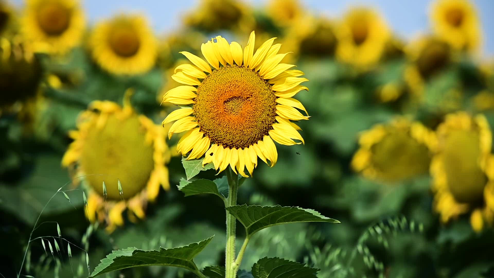 Thumbnail image for Scenic_Sunflower_16s_Aug 6_2021