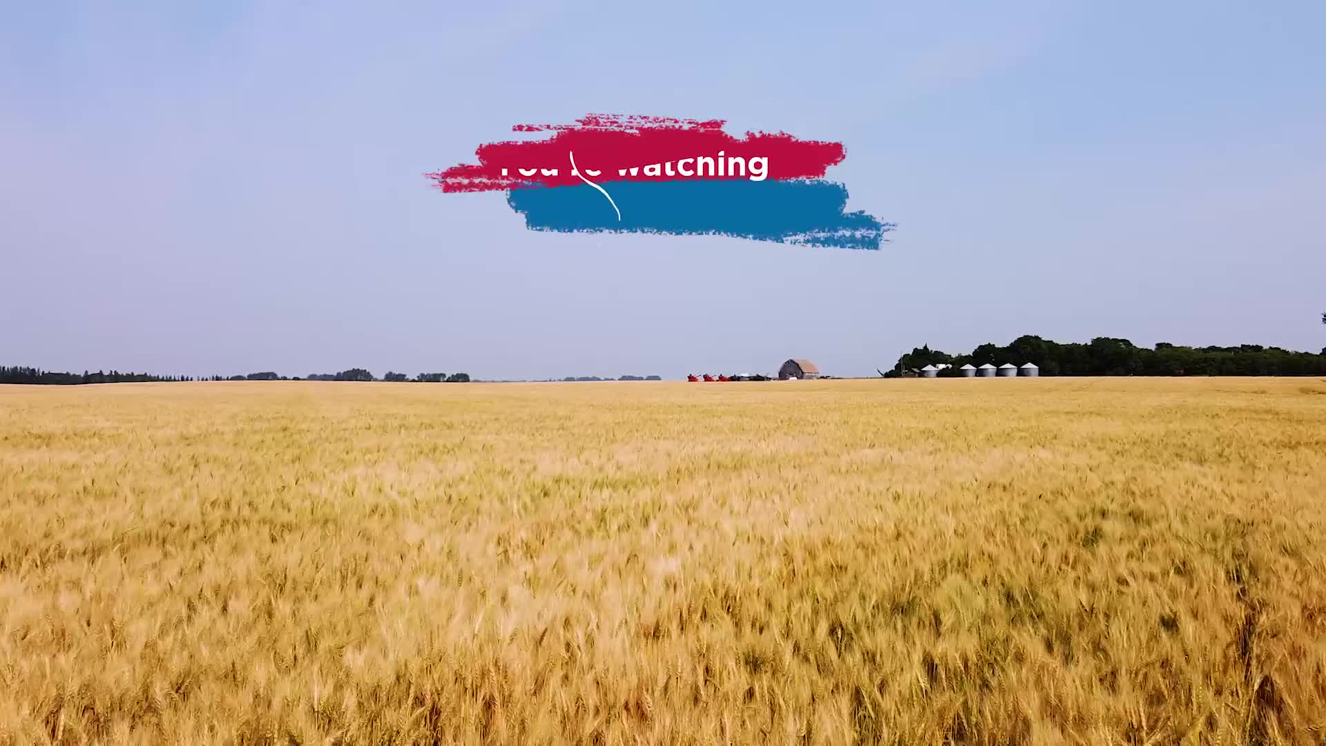 Thumbnail image for Scenic_Drone Wheat_17s_Aug 6_2021