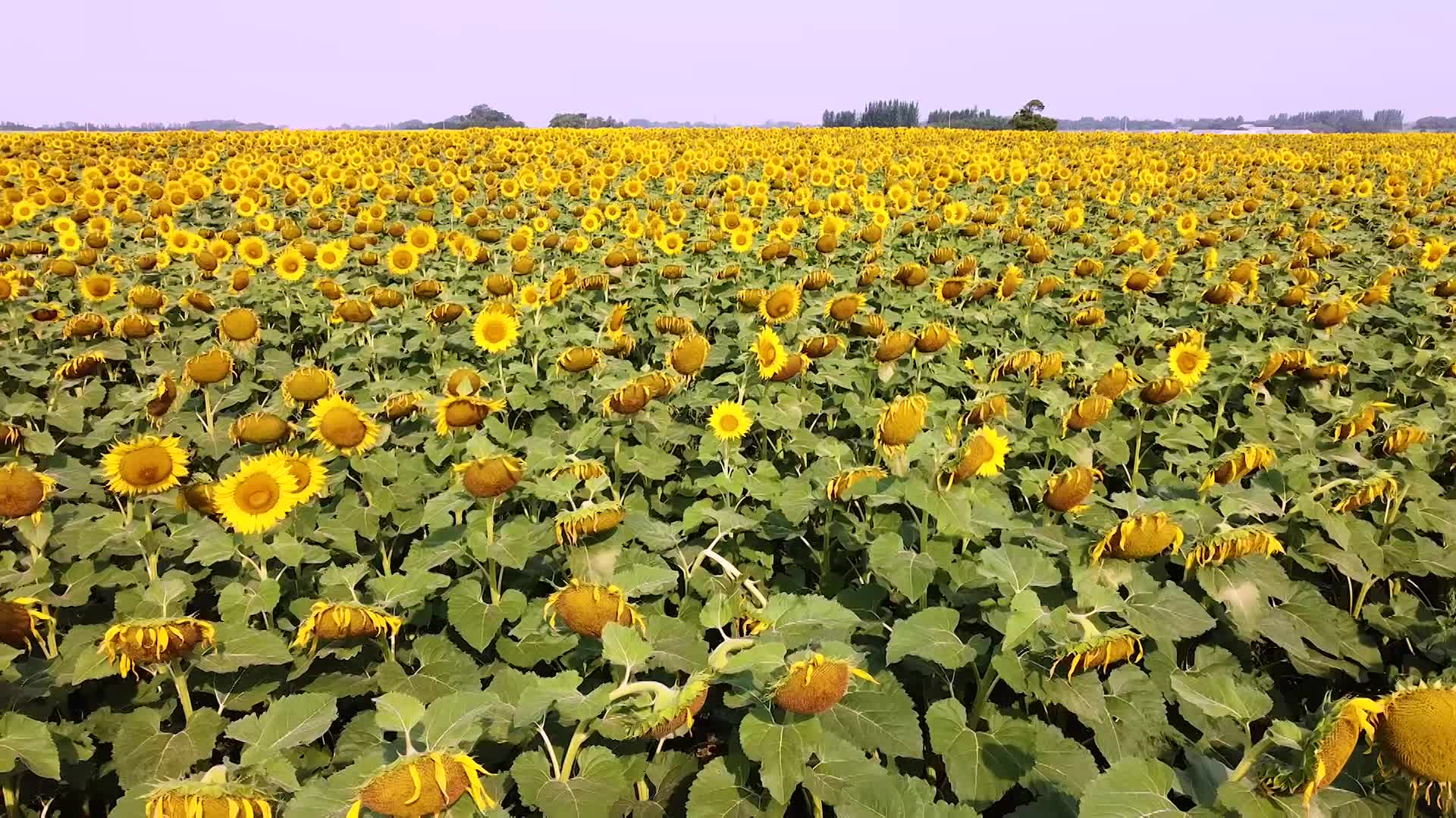 Thumbnail image for Scenic_Drone Sunflower_11s_Aug 6_2021