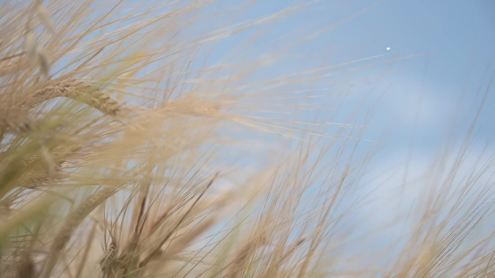 Thumbnail image for Scenic_Universal_Wheat_16s_Aug 25_2021