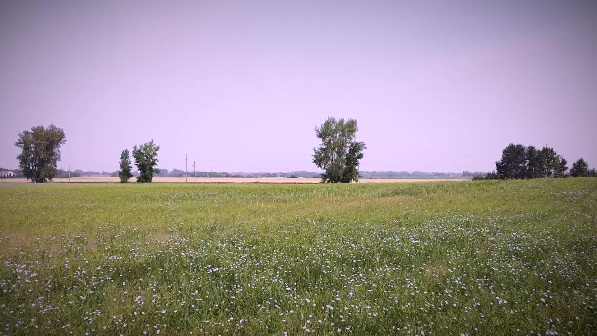 Thumbnail image for Scenic_Universal_Flaxseed_11s_Aug 26_2021