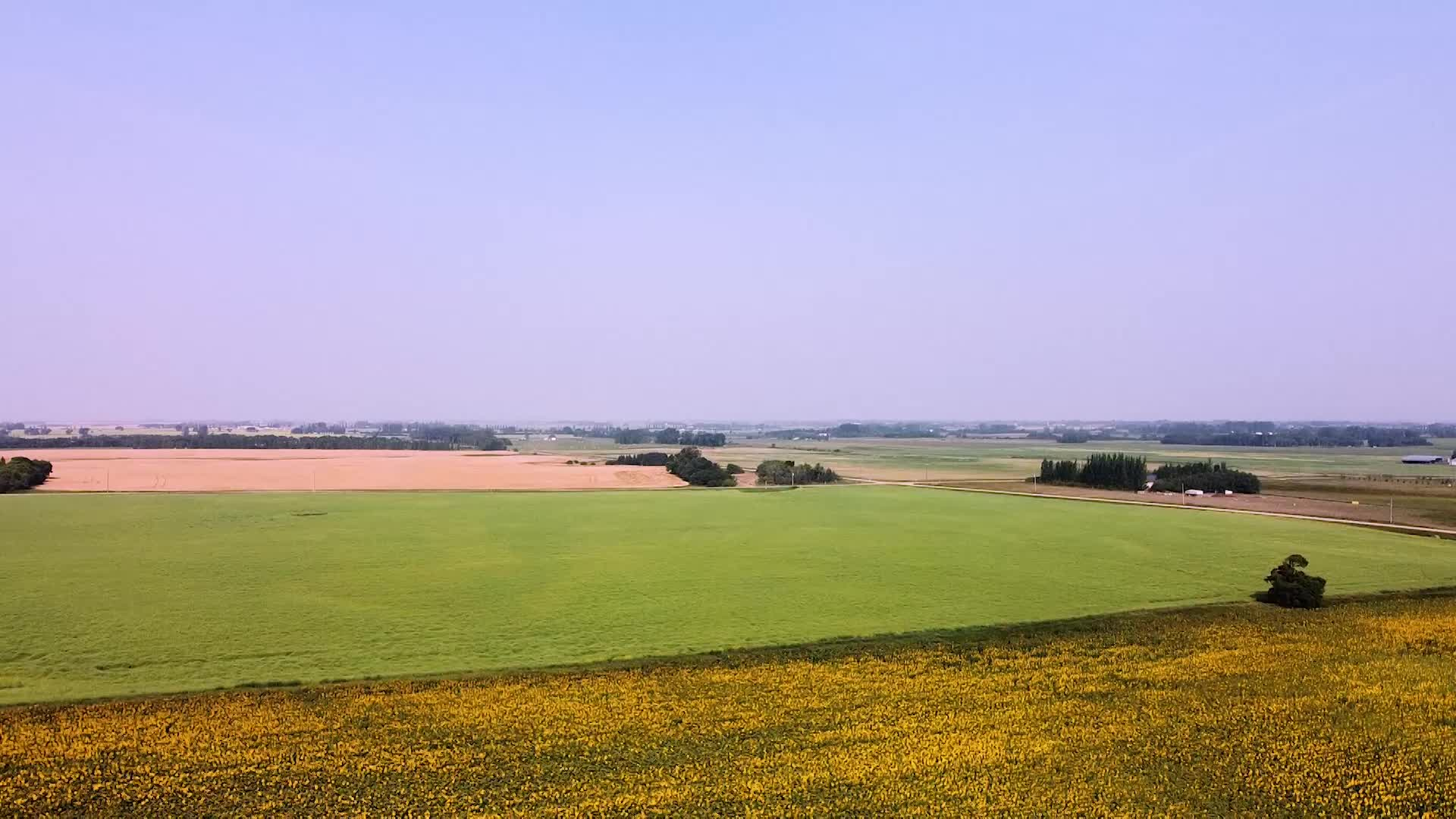 Thumbnail image for Scenic_Universal_Drone Canola_14s_Aug 26_2021