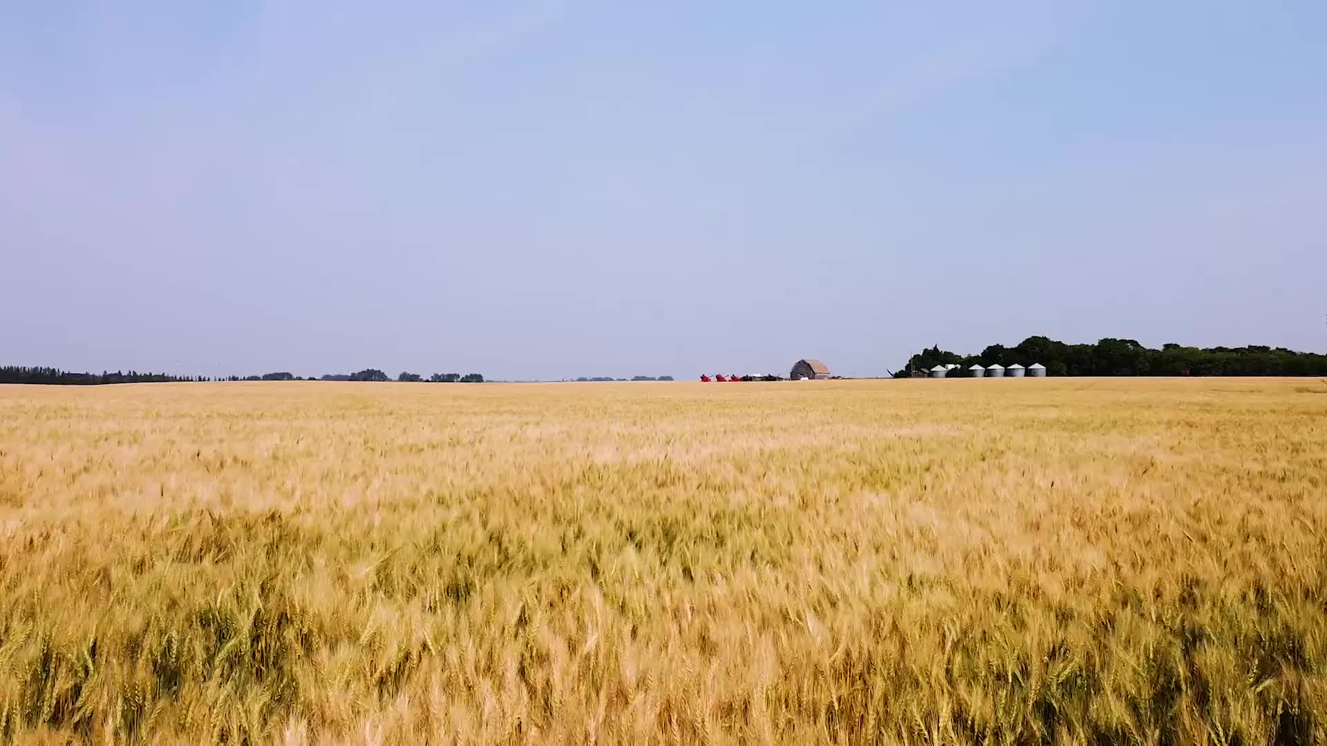 Thumbnail image for Scenic_Universal_Drone Wheat_18s_Aug 26_2021