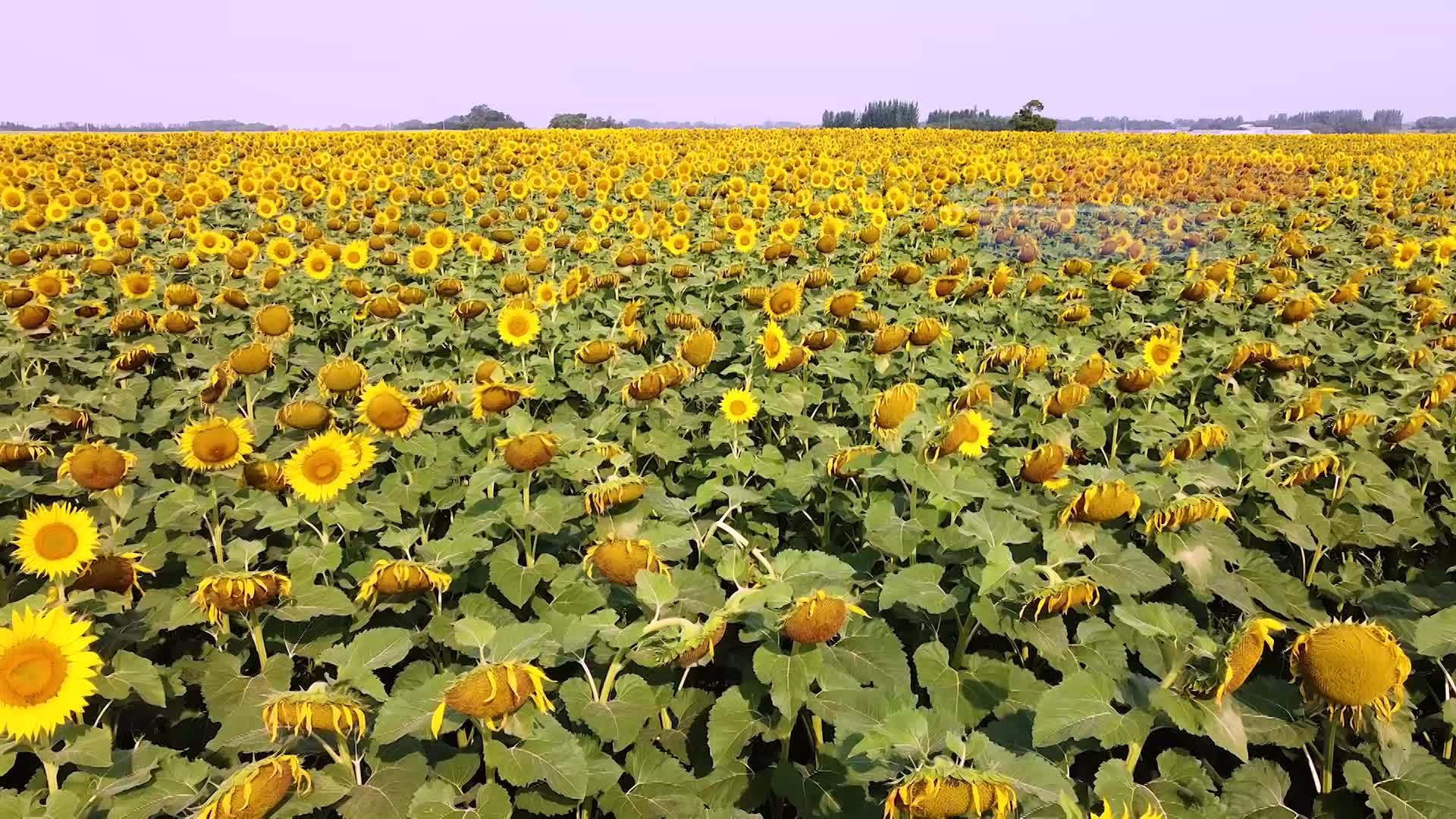 Thumbnail image for Scenic_Universal_Drone Sunflower_9s_Aug 26_2021