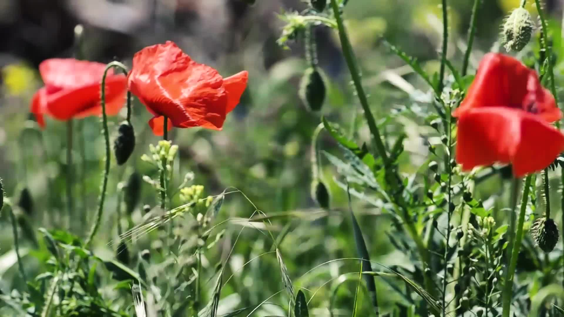 Thumbnail image for Scenic_Remembrance Day 12s