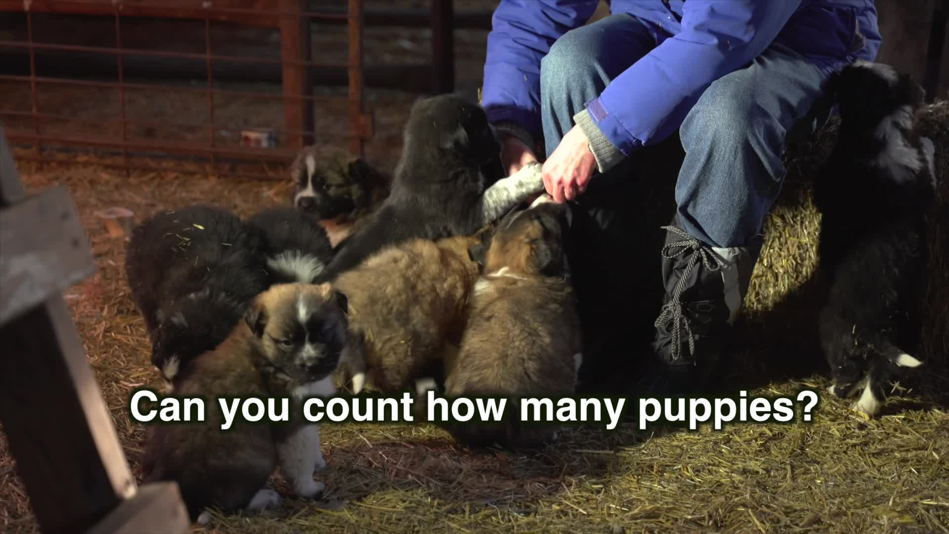 Filler - Puppies Are Cute