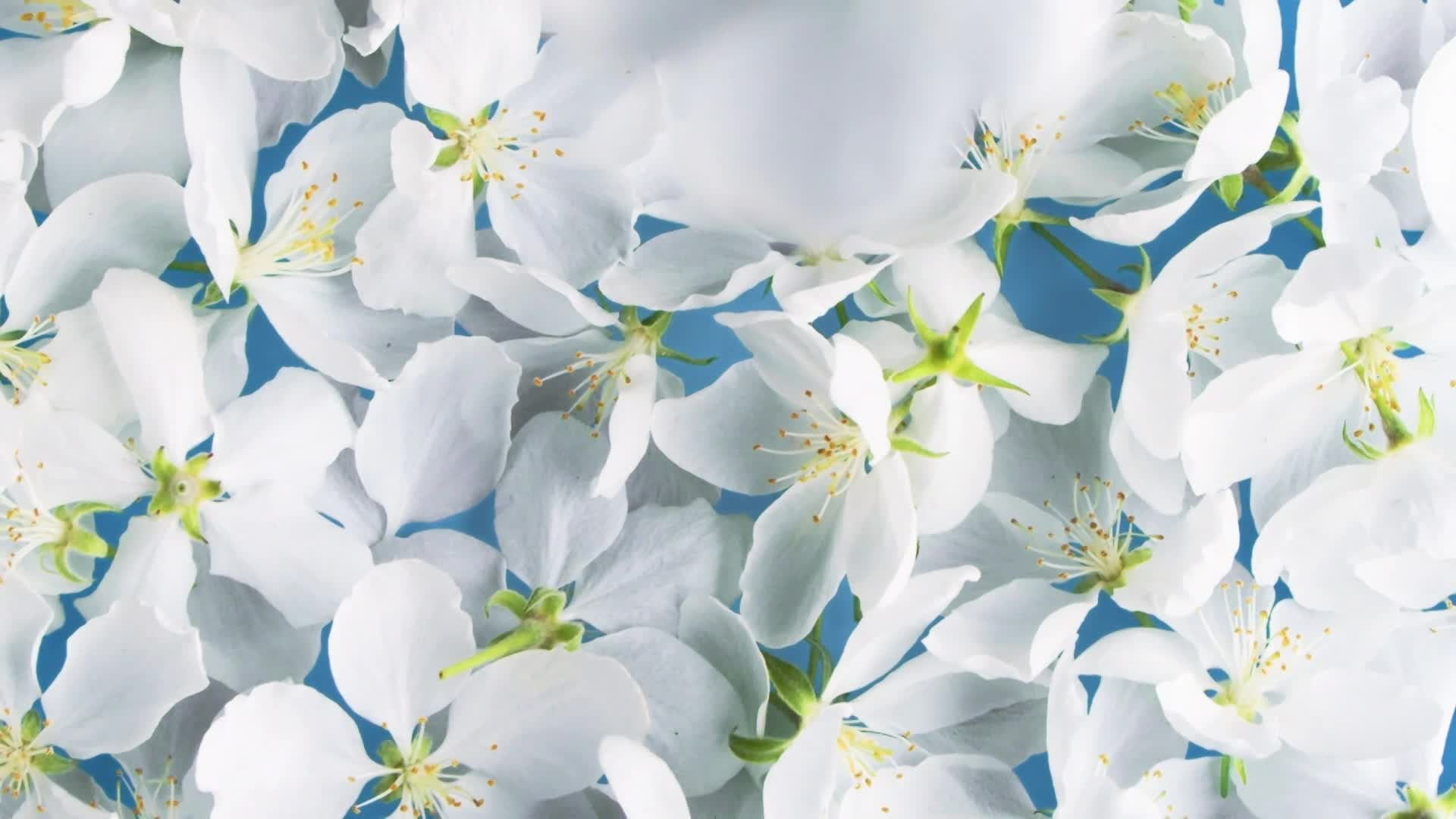 Thumbnail image for Scenic_Spring Gen Flowers_10s
