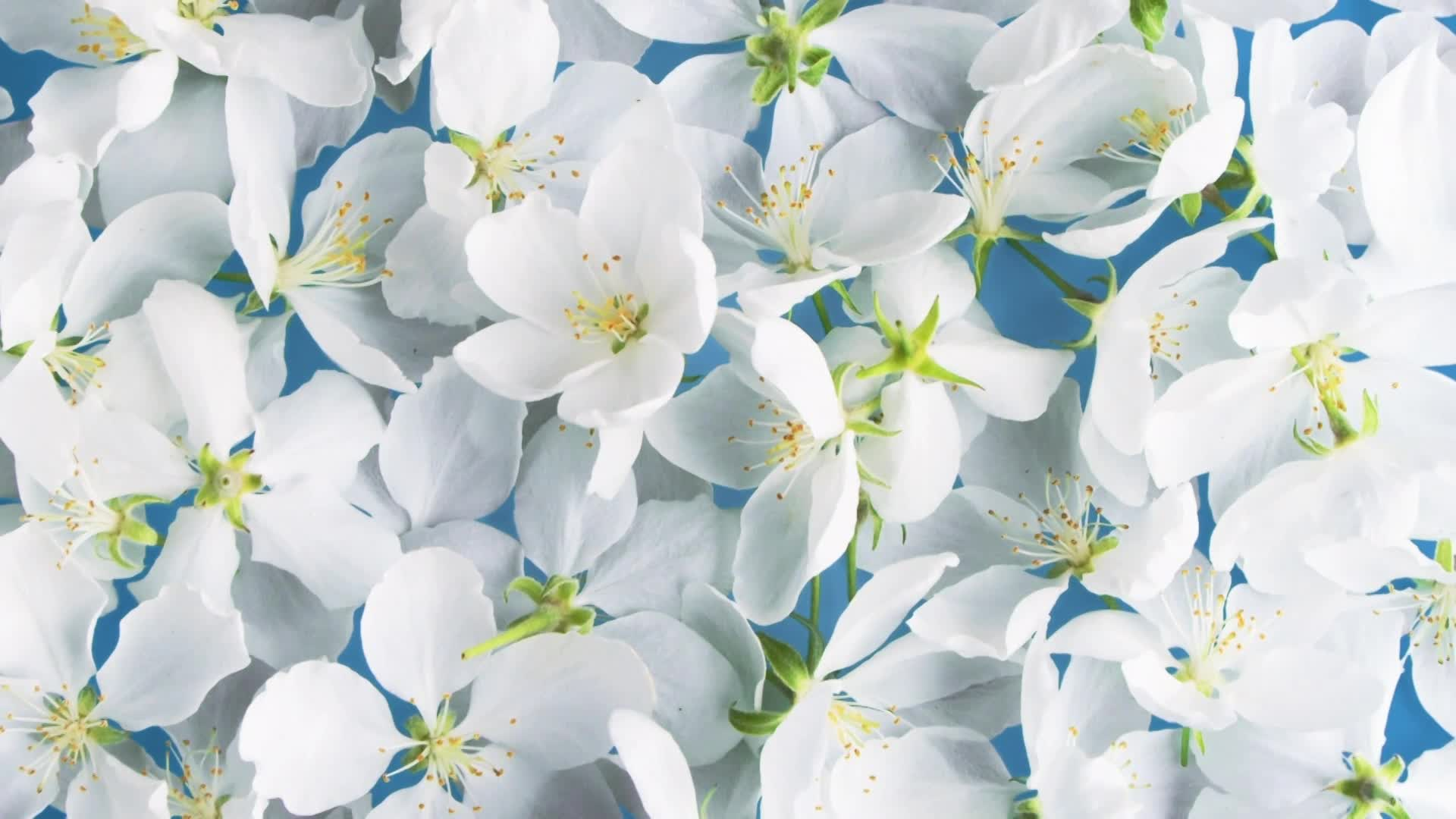 Thumbnail image for Scenic_Spring Gen Flowers_15s