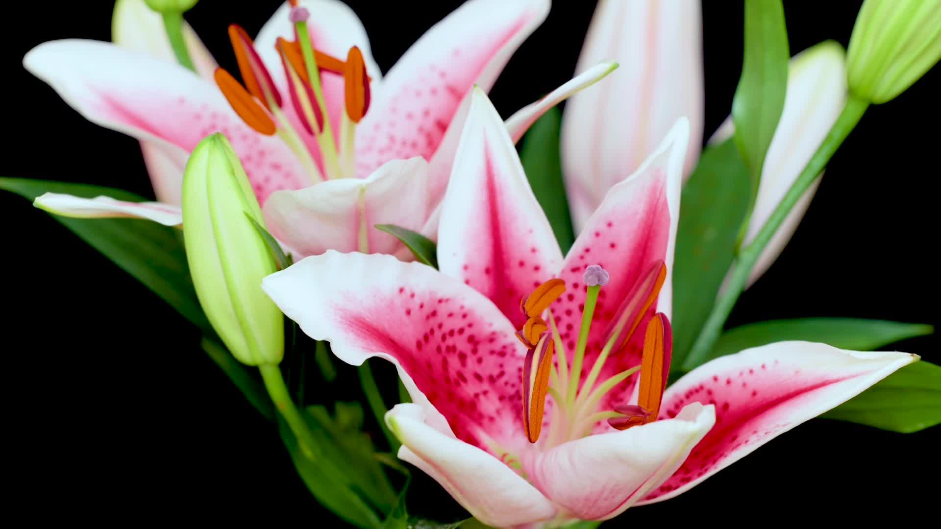 Thumbnail image for Scenic_Flower_Blossom_20s