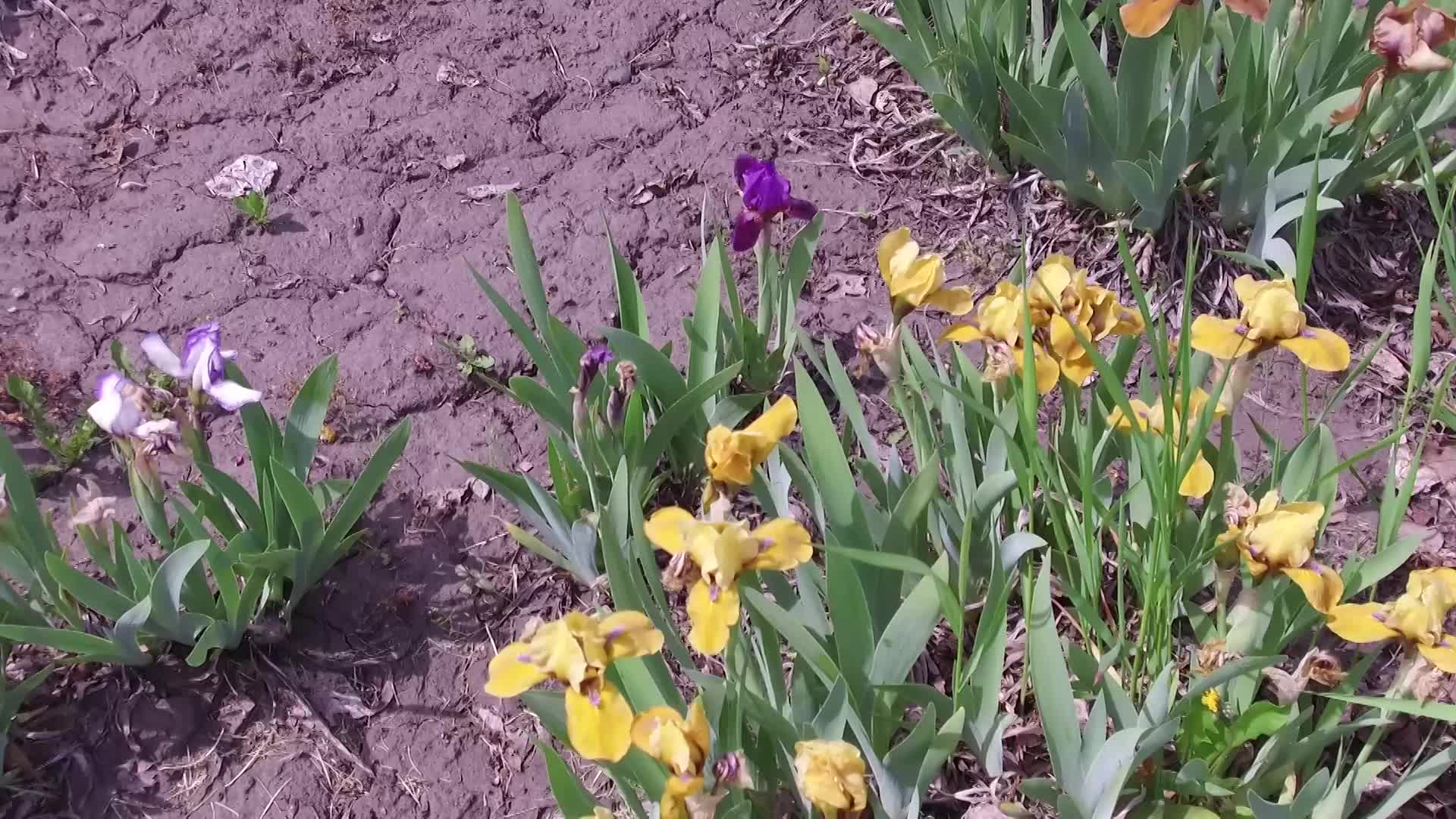 Thumbnail image for CARB_Irises in Carberry_09Jun2022