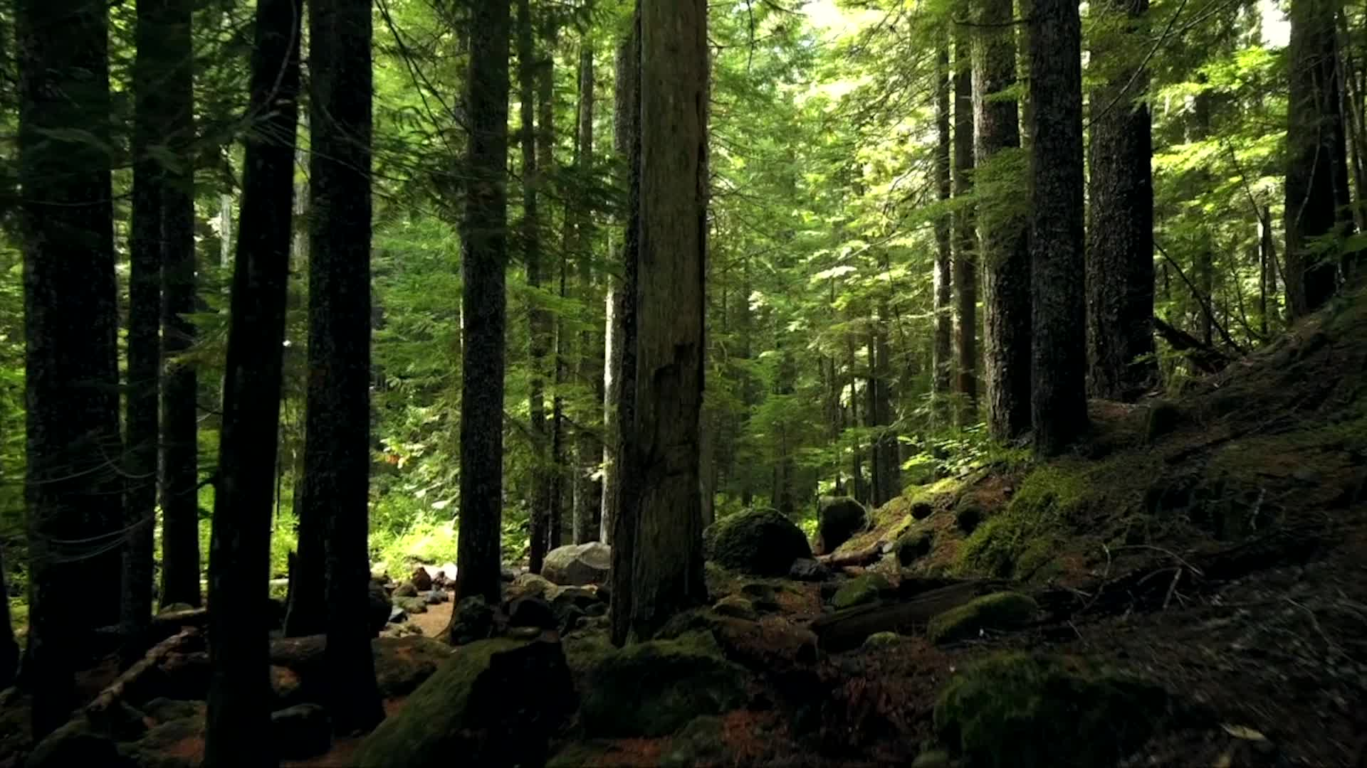 Filler-UJU-Mindfulness Minute - Forest Stream
