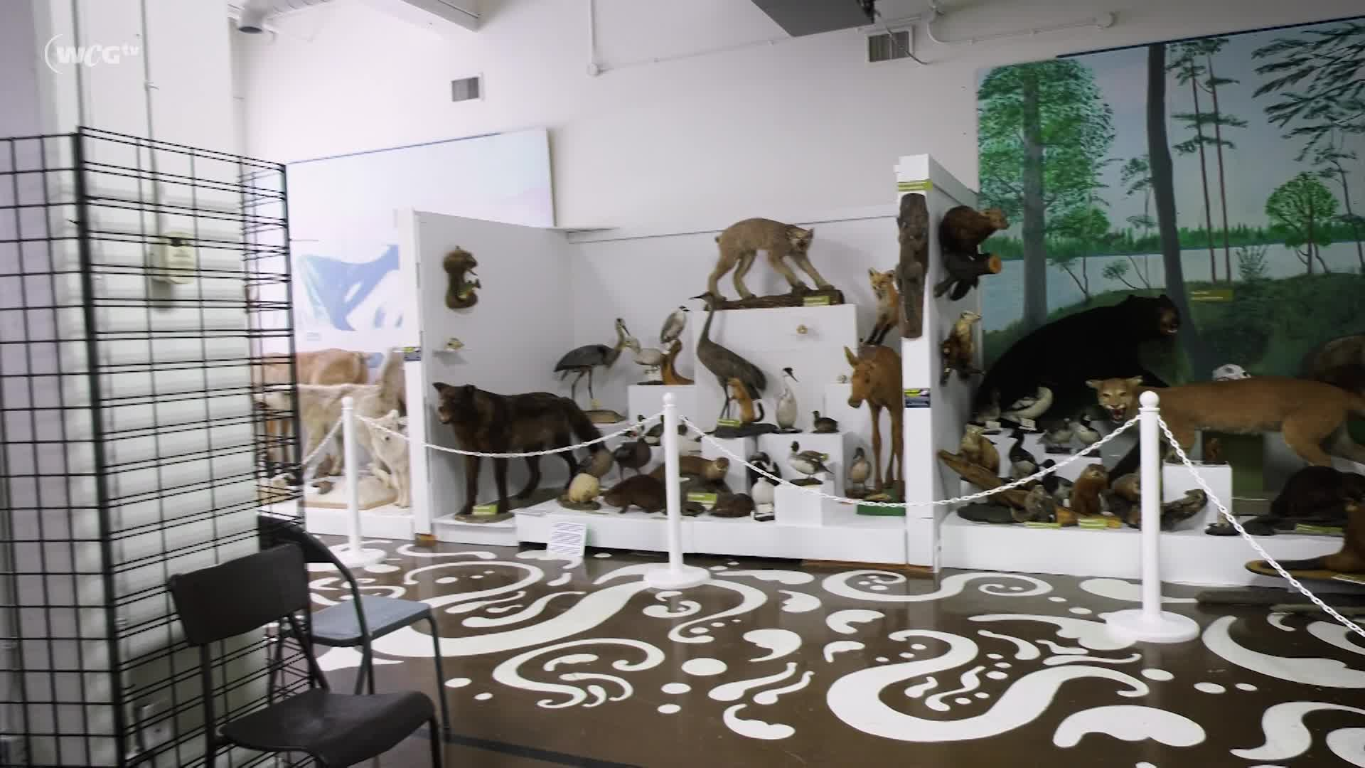 Thumbnail image for Filler_BGMA Taxidermy_Mar 11_2023