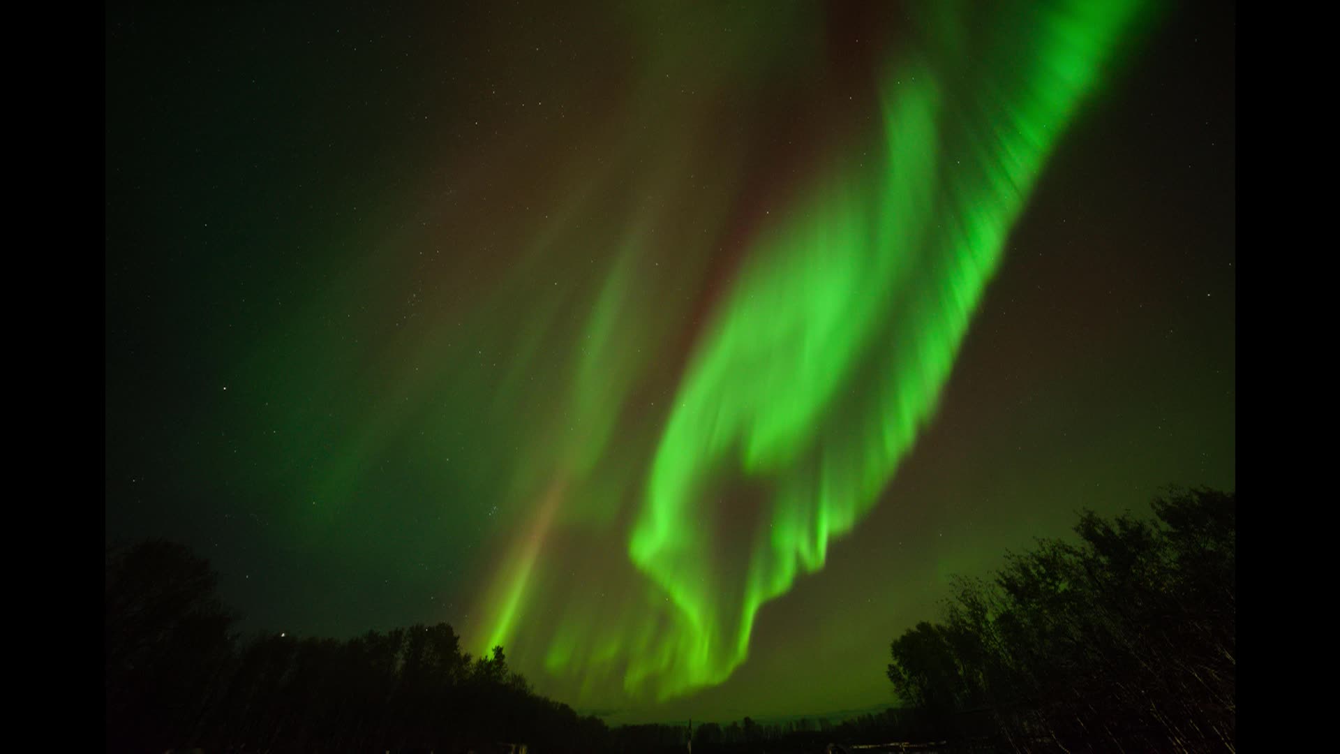 Thumbnail image for Swan - Aurora - 01Dec2024