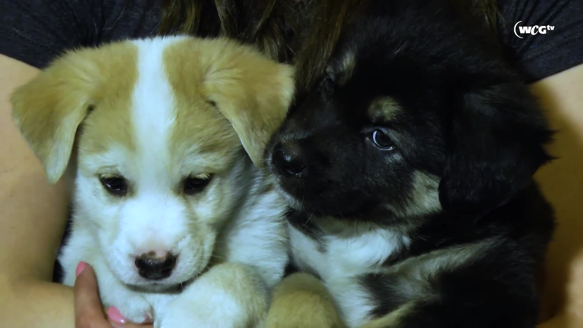 Thumbnail image for Humane Society_Friday_September 9_2025