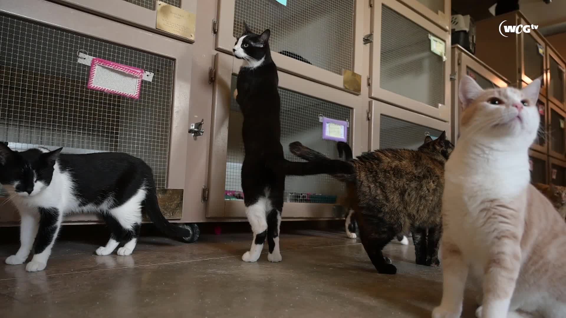 Thumbnail image for Humane Society_Kelsea_September 9_2025