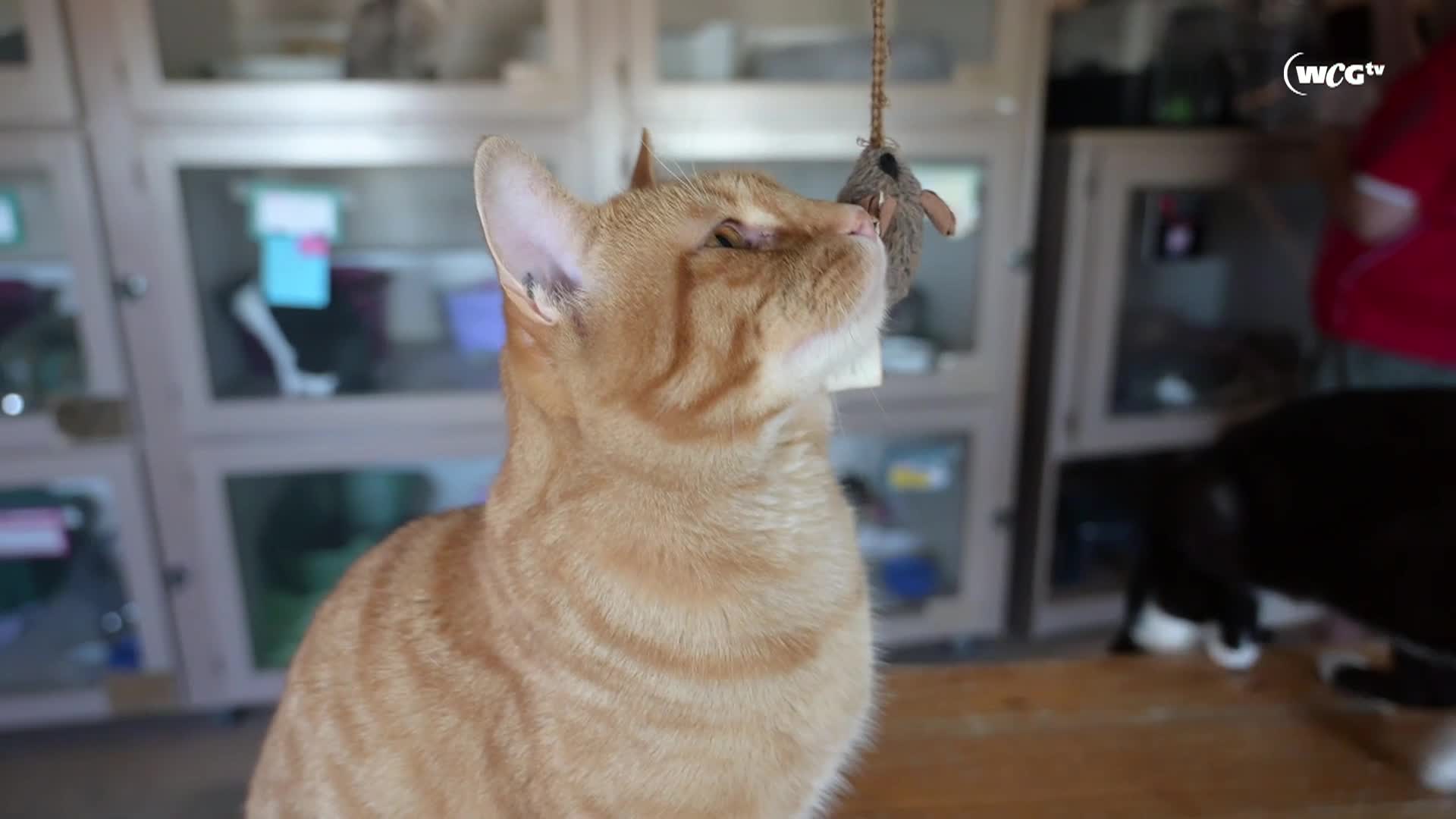 Thumbnail image for Humane Society_Luna_September 9_2025