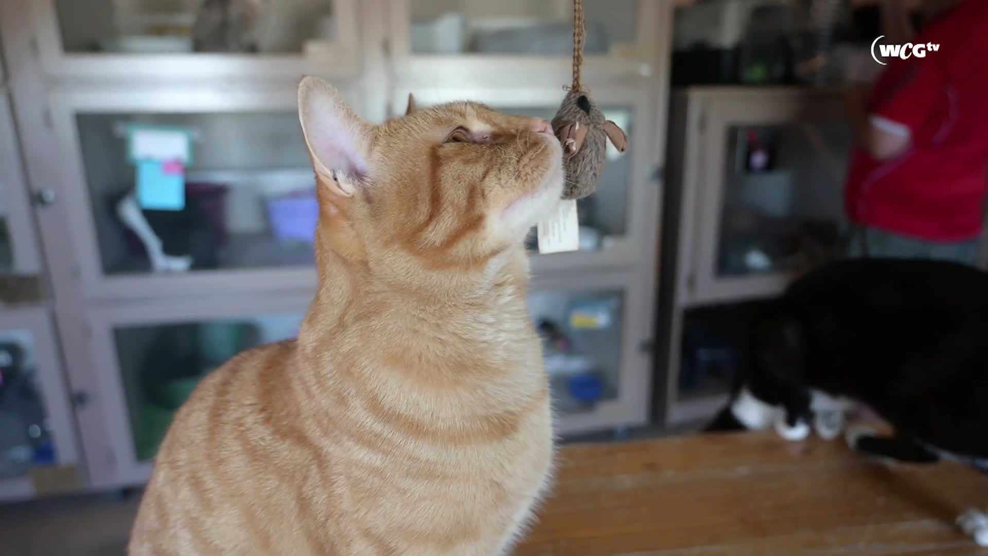 Thumbnail image for Humane Society_Morocco_September 9_2025