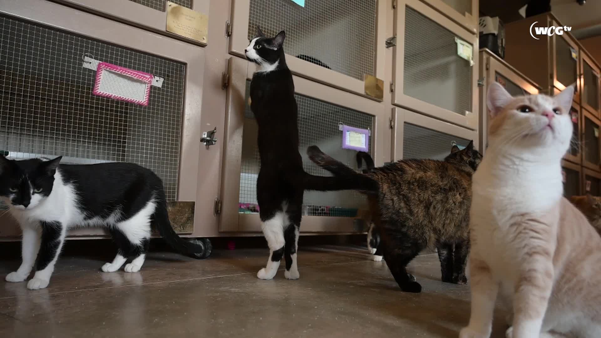 Thumbnail image for Humane Society_Reba_September 9_2025