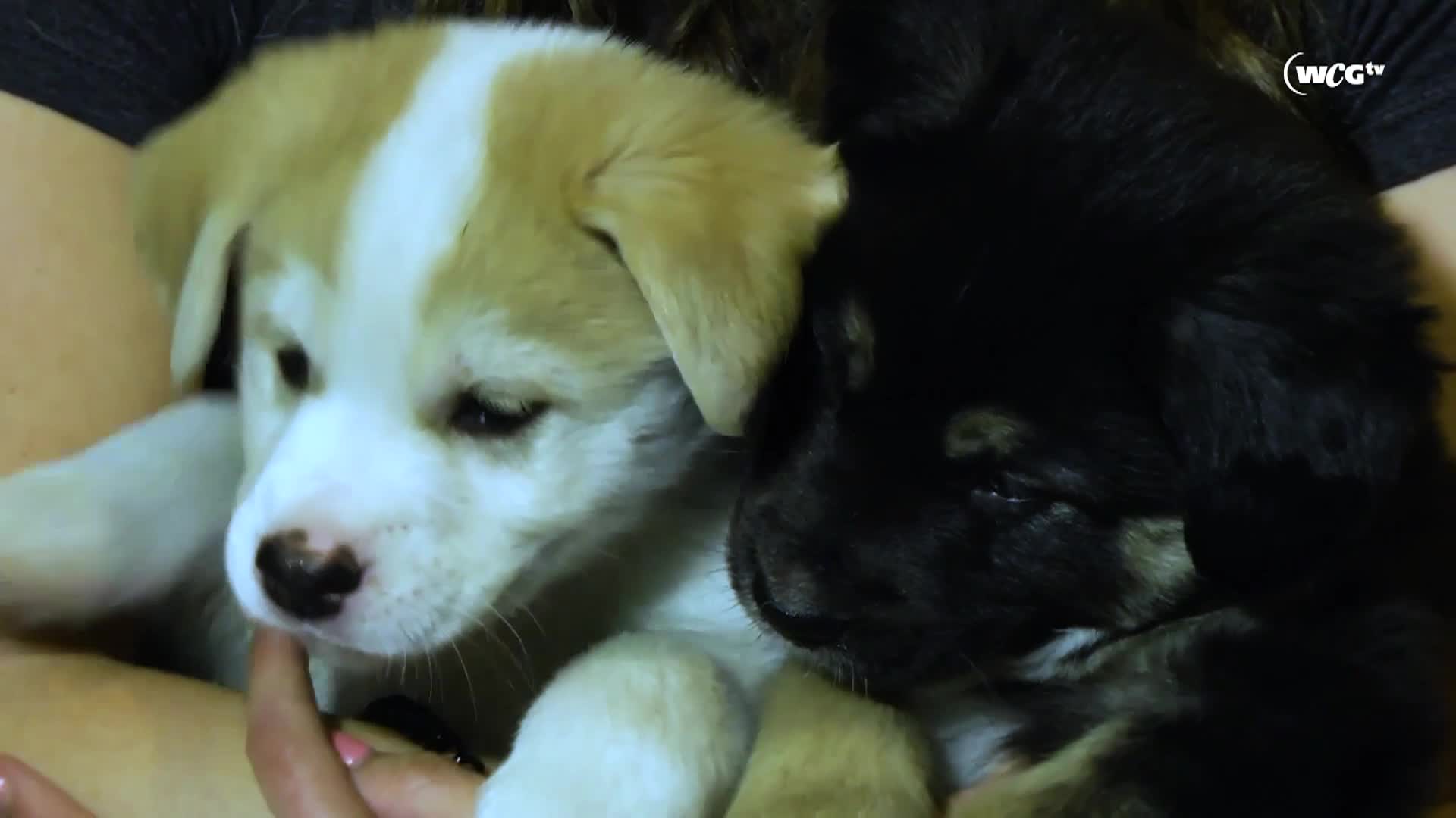 Thumbnail image for Humane Society_Rosa_September 9_2025