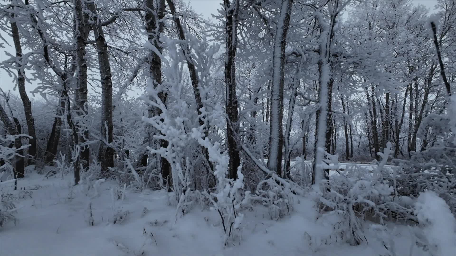 Thumbnail image for Birtle - FILLER HOARFROST SPLENDOR