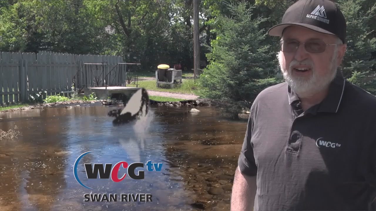 Thumbnail image for Swan- Filler - 2018WhaleSplash-July20