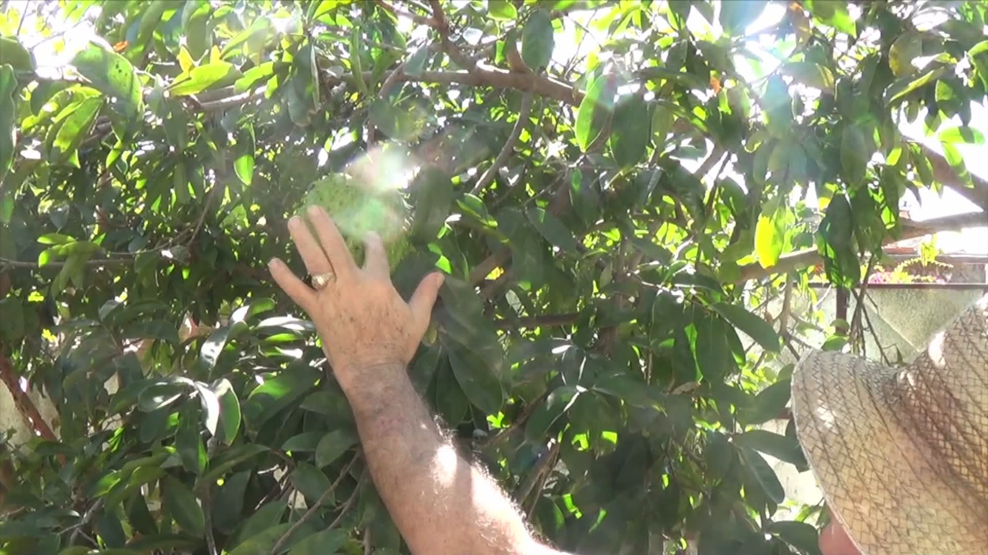 Thumbnail image for Ster - Cuban Coffee farm 13 Jan 2019