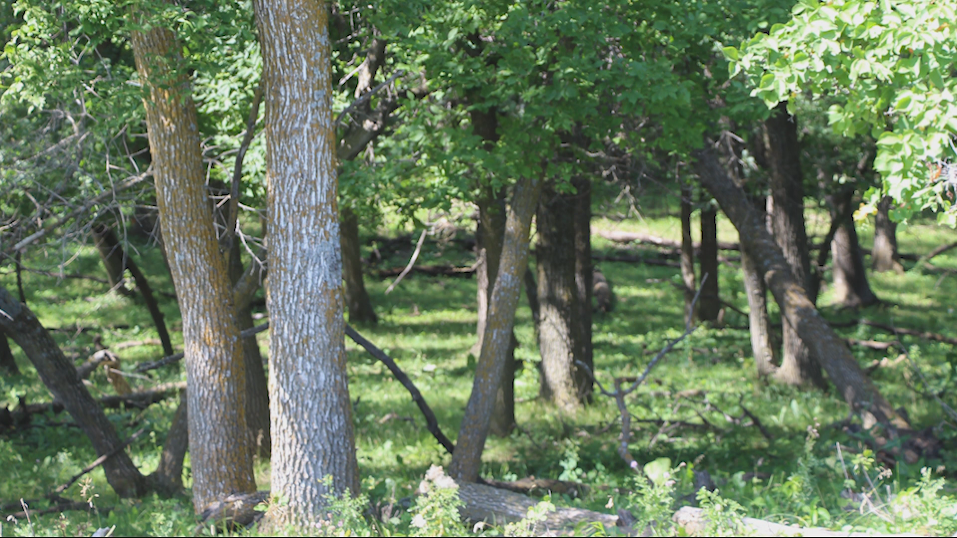 Thumbnail image for CARB - Filler - A walk in the woods_26Aug2019