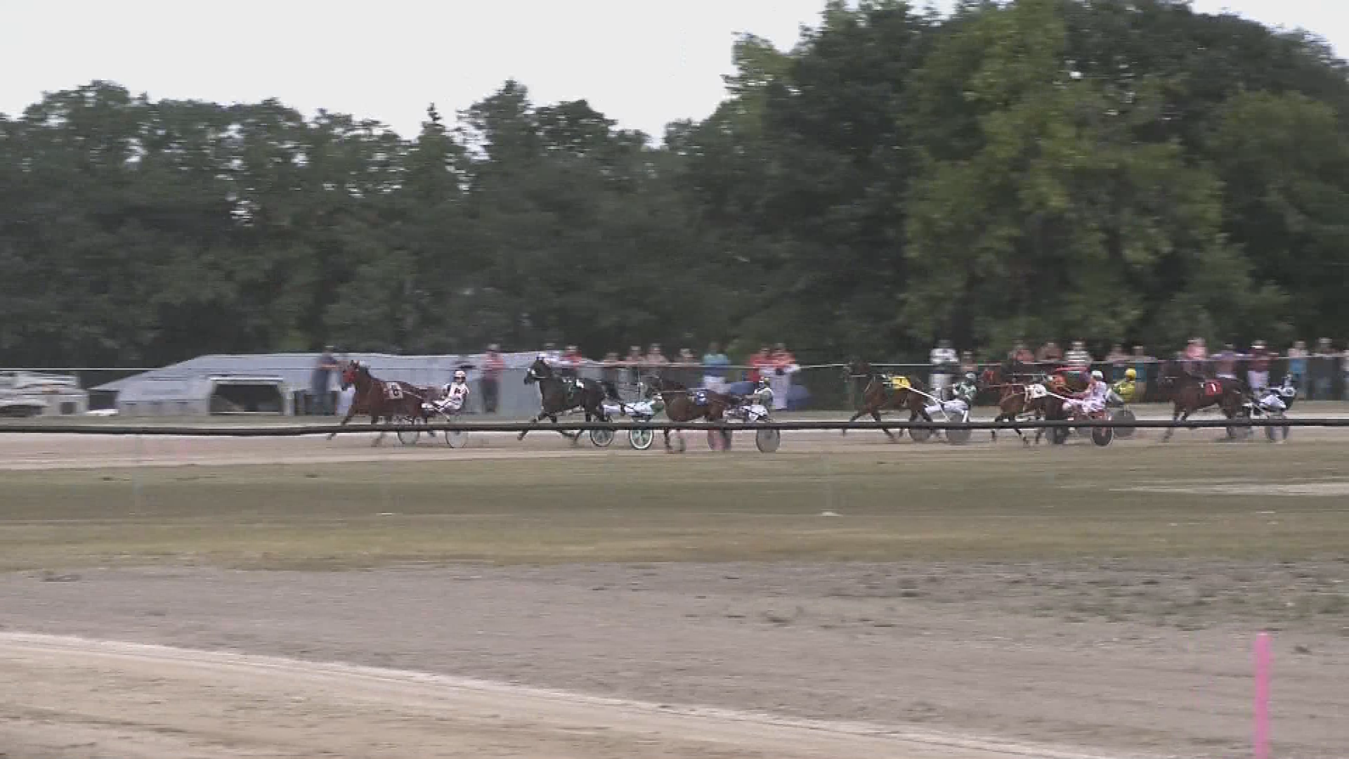 Thumbnail image for Delo - Killarney Little Downs Harness Racing Aug 11th 2019
