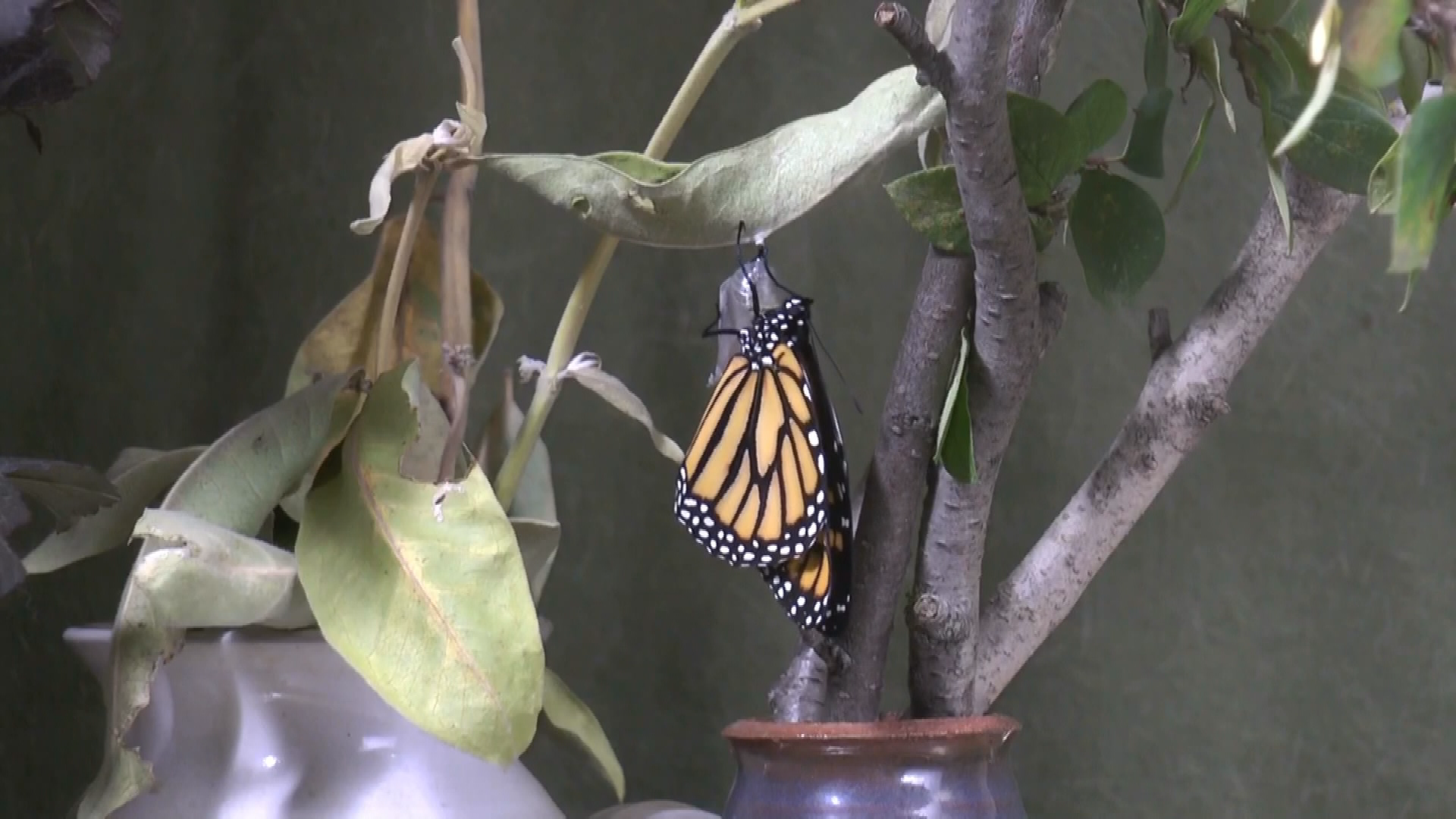 Thumbnail image for Kill-Monarch metamorphosis-Sep 8, 2019