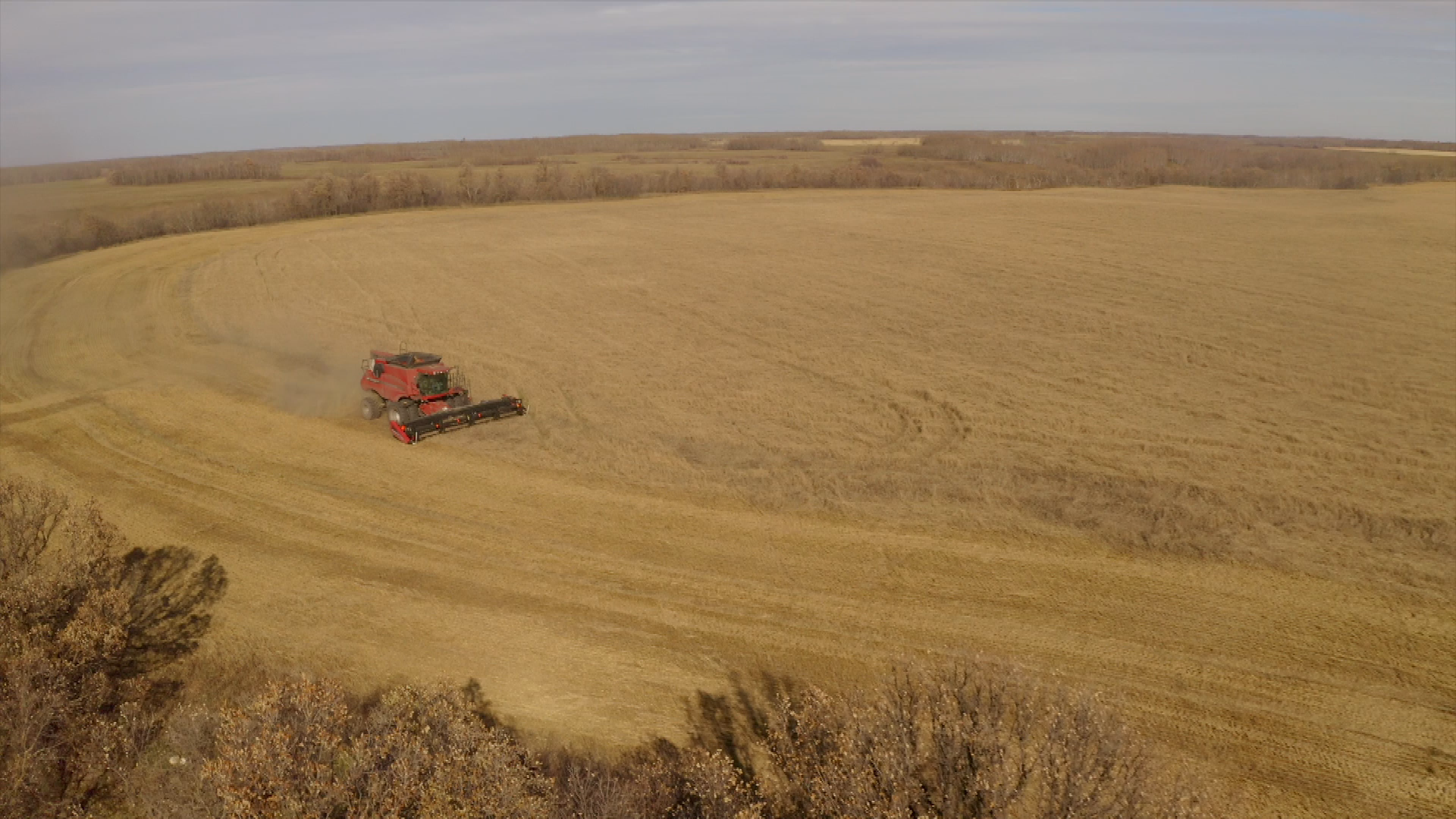 Birt - Filler - Grain for Green